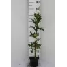 Pelkinis ąžuolas - Quercus palustris GREEN PILLAR