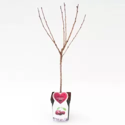 Sweet cherry - Prunus avium SCHNEIDERS SPAETE KNORPELKIRSHE