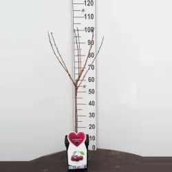 Sweet cherry - Prunus avium SCHNEIDERS SPAETE KNORPELKIRSHE