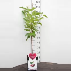 Sweet cherry - Prunus avium SCHNEIDERS SPAETE KNORPELKIRSHE