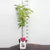 Sweet cherry - Prunus avium SCHNEIDERS SPAETE KNORPELKIRSHE