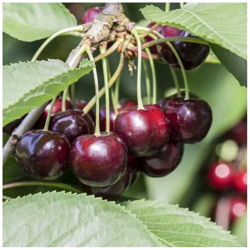 Sweet cherry - Prunus avium SCHNEIDERS SPAETE KNORPELKIRSHE