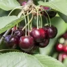 Sweet cherry - Prunus avium SCHNEIDERS SPAETE KNORPELKIRSHE