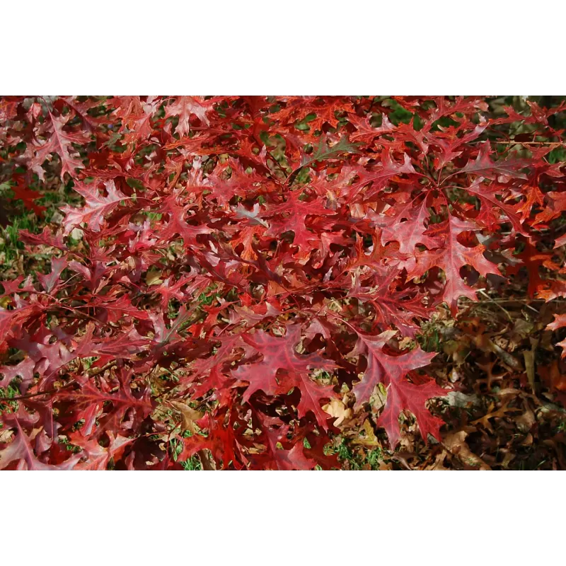 Paprastųjų ąžuolų sodinukai su pristatymu į namus