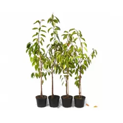 Vyšnia - Prunus cerasus RHEINISCHE SHATTENMORELLE