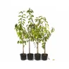 Sour cherry - Prunus cerasus RHEINISCHE SHATTENMORELLE
