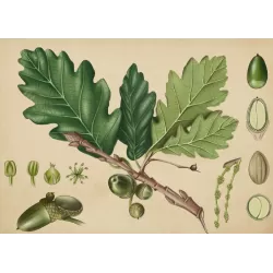 Paprastasis ąžuolas - Quercus robur
