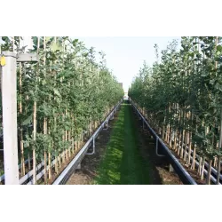 Paprastasis ąžuolas - Quercus robur