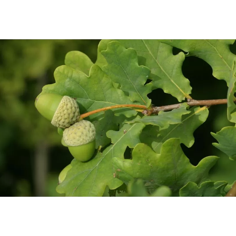 Paprastasis ąžuolas - Quercus robur