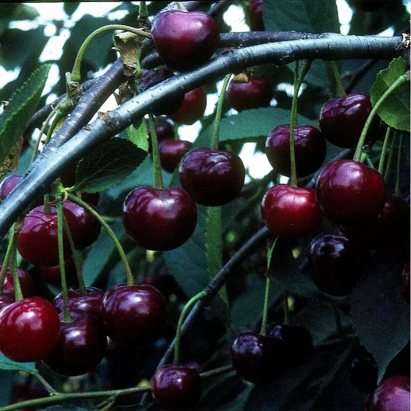 Vyšnia - Prunus cerasus RHEINISCHE SHATTENMORELLE