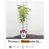 Vyšnia - Prunus cerasus RHEINISCHE SHATTENMORELLE