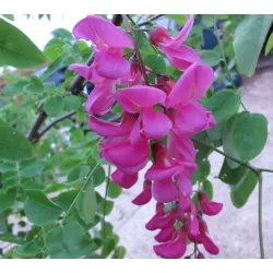 Robinija (rausvažiedė, svyranti) - Robinia margaretta Casque Rouge
