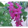 Robinija (rausvažiedė, svyranti) - Robinia margaretta Casque Rouge