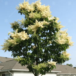 Syringa pekinensis CHINA SNOW