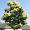 Syringa pekinensis CHINA SNOW