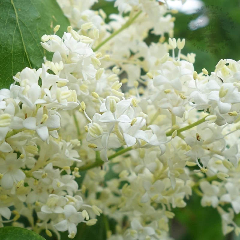 Syringa pekinensis CHINA SNOW