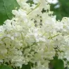 Syringa pekinensis CHINA SNOW