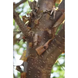 Japoninių (amūrinių) alyvų pekininis porūšis - Syringa pekinensis CHINA SNOW