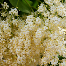 Syringa pekinensis CHINA SNOW