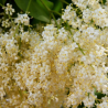 Syringa pekinensis CHINA SNOW