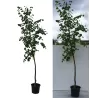 Garden plants/Trees/Flowers/ web-shop