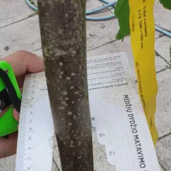 Garden plants/Trees/Flowers/ web-shop