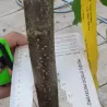 Garden plants/Trees/Flowers/ web-shop