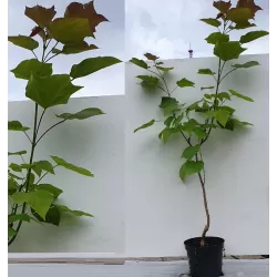 Catalpa erubescens (bignoides x ovata) PURPUREA