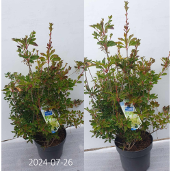 Katilėlinis sietminas - Enkianthus campanulatus PRETTYCOAT