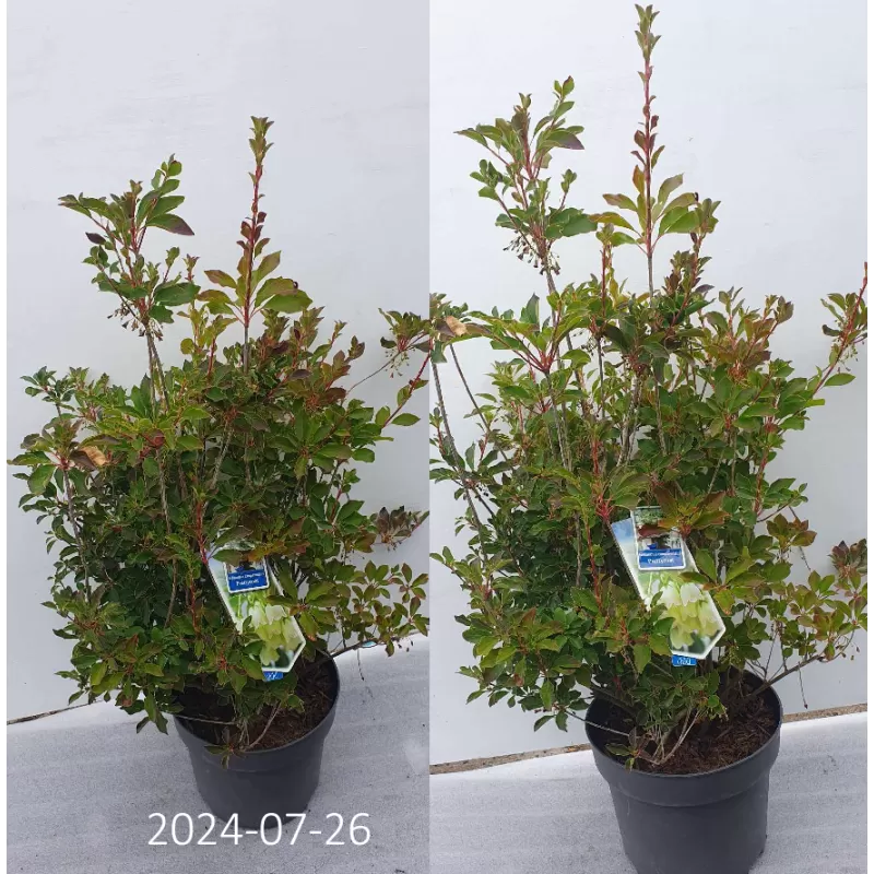 Enkianthus campanulatus