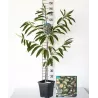 Castanea sativa BOUCHE DE BETIZAC