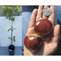 Castanea sativa BOUCHE DE BETIZAC