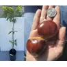 Castanea sativa BOUCHE DE BETIZAC