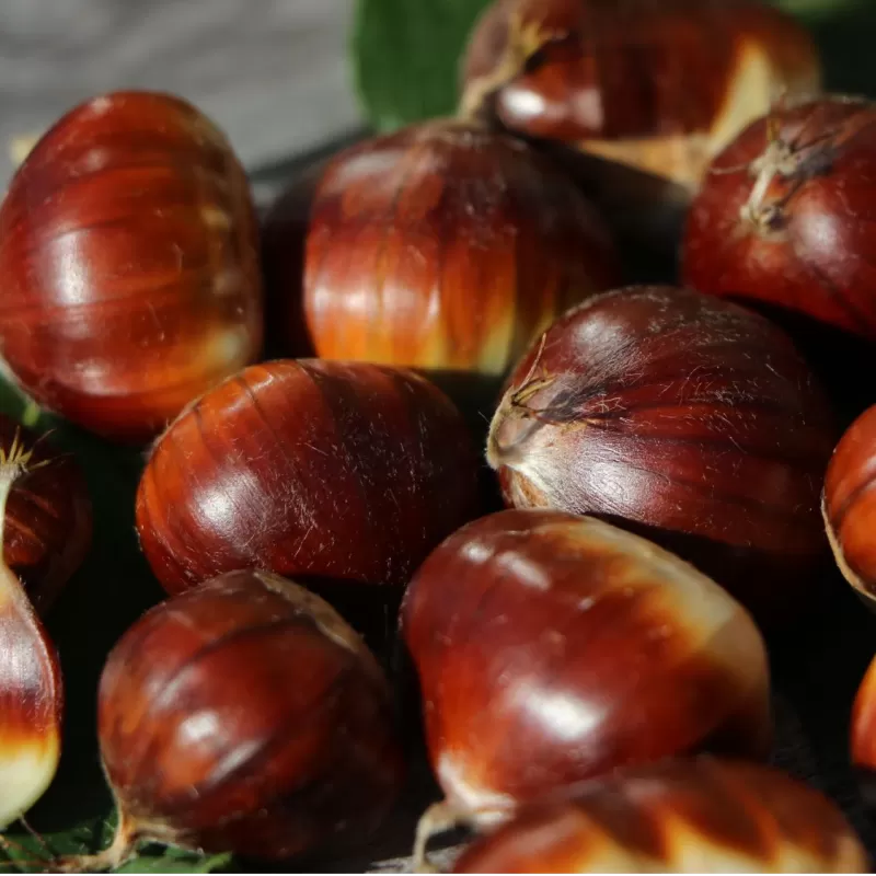 Castanea sativa BOUCHE DE BETIZAC