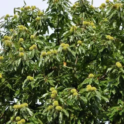 Kaštainis - Castanea sativa BOUCHE DE BETIZAC