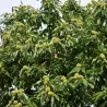 Kaštainis - Castanea sativa BOUCHE DE BETIZAC