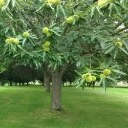 Castanea sativa BOUCHE DE BETIZAC