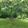 Castanea sativa BOUCHE DE BETIZAC
