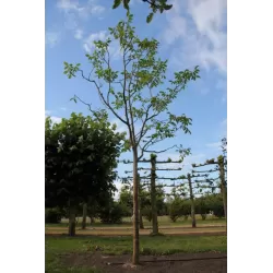 Graikinis riešutmedis - Juglans regia BROADVIEW