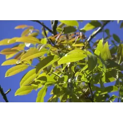 Walnut - Juglans regia BROADVIEW