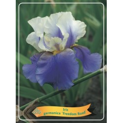 Iris germanica Freedom Road P11 (užsakius iš rudens 8 vnt. + 2 vnt. dovanų)  balta/mėlyna