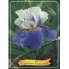 Iris germanica Freedom Road P11 (užsakius iš rudens 8 vnt. + 2 vnt. dovanų)  balta/mėlyna