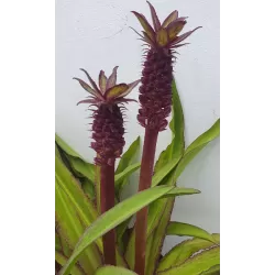 Eucomis autumnalis