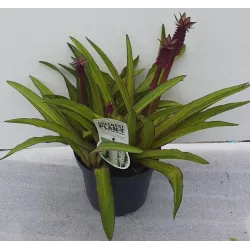 Eucomis autumnalis