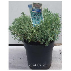 Siauralapė balžuva - Andromeda polifolia