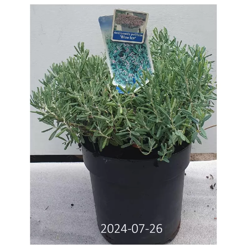 Siauralapė balžuva - Andromeda polifolia