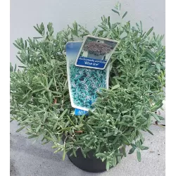 Siauralapė balžuva - Andromeda polifolia