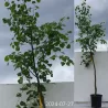 Garden plants/Trees/Flowers/ web-shop