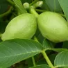 Juglans regia BELLA MARIA