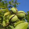 Graikinis riešutmedis - Juglans regia BELLA MARIA